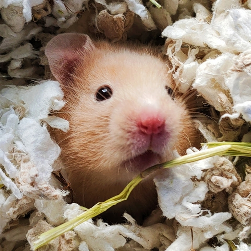Pancake's Pets