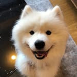 Remy The Samoyed Rescue 🐾🚨