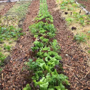 mzanziorganics