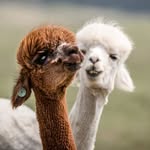 Kirk’s Alpaca Farm