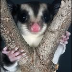 Flying cute sugar gliders