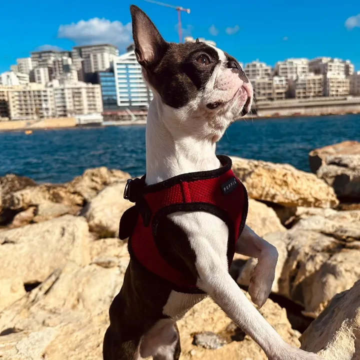 Jordan the Boston