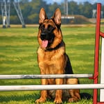 Toby the German Shepherd Dog 🐾