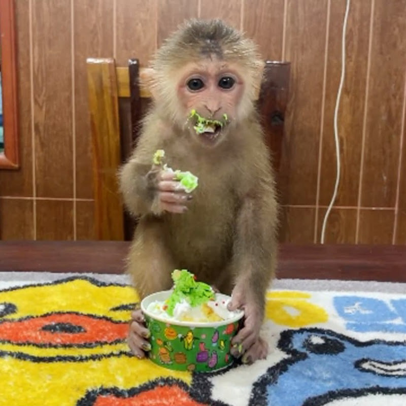 Adorable Monkey