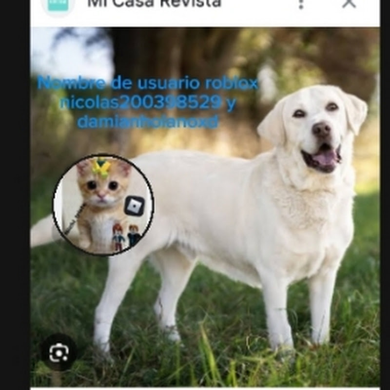 Perrodixt english