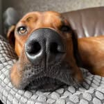 Rhodesian Ridgeback Fun