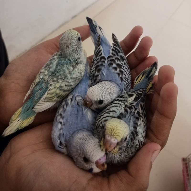 N.k.bird's🕊️🕊️