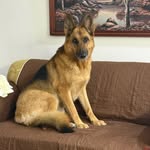 Kira🦴