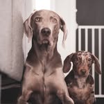 Broer & Janssen