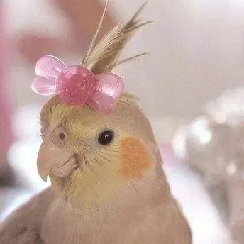 pippi