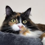 Duchess the Calico Kitty🎀