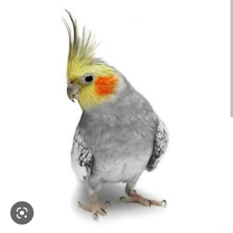 Pets lovely house 🐦