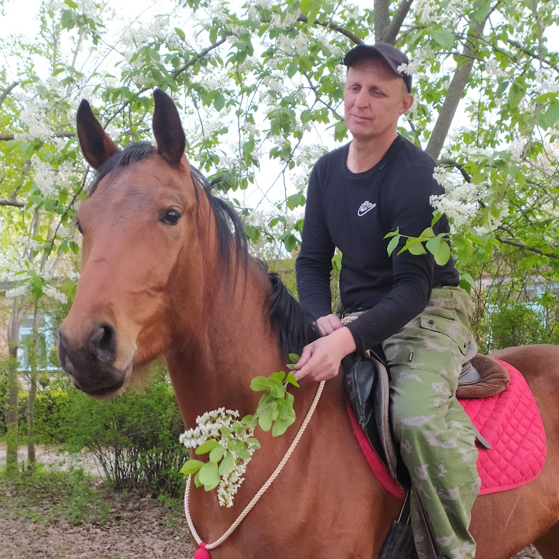 Horse Familу. Обучение лошади онлайн