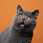Cats_Lovers