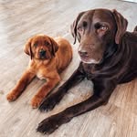 Chocolate & Foxred Labrador