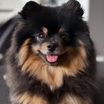 Leo 🦁