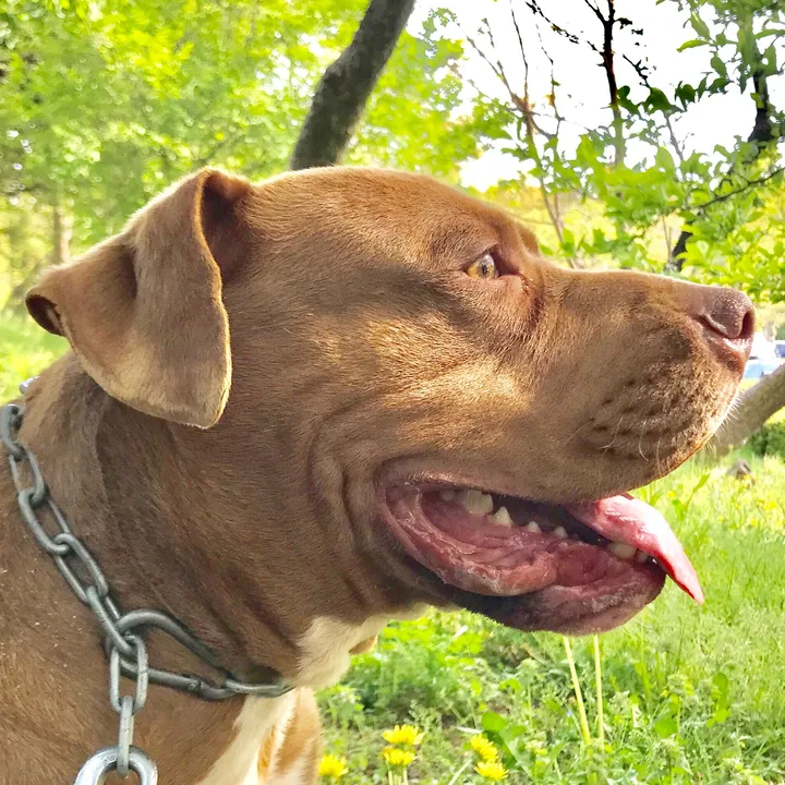 バウンス　チャンネル