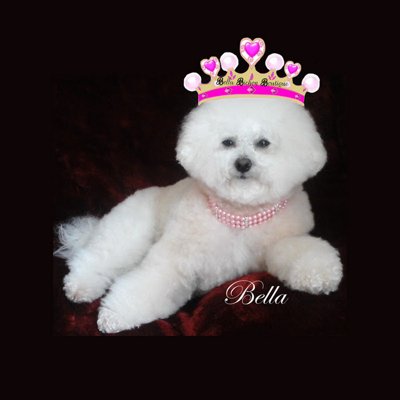 Bella Bichon