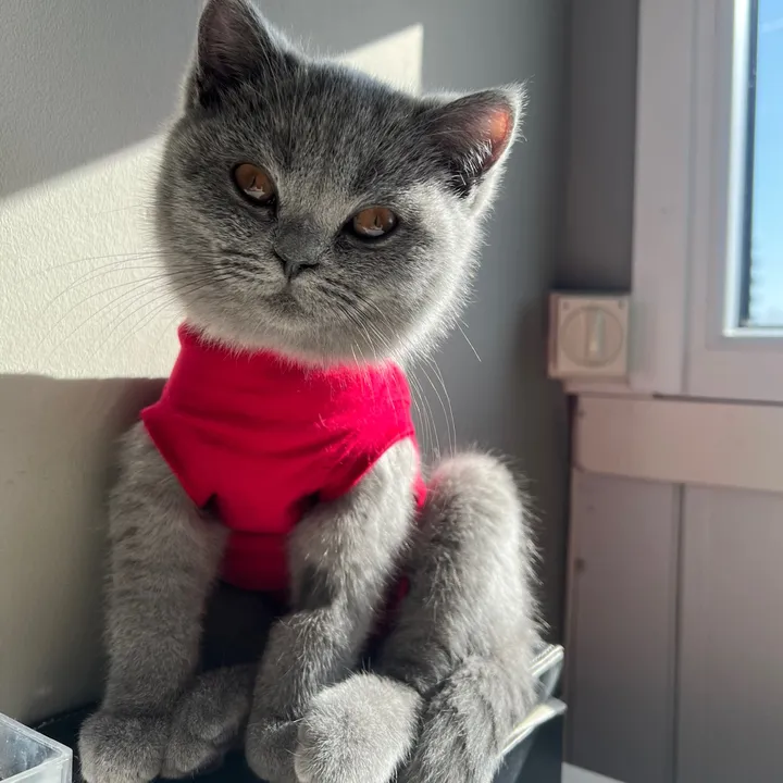 Clinton 😸