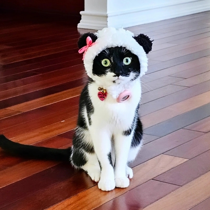 Jodie Cat