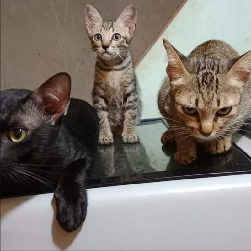 The Happy Family cat