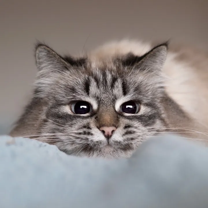 June, Jay & James 🐱