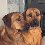 Rhodesian Ridgeback Norway 🇳🇴