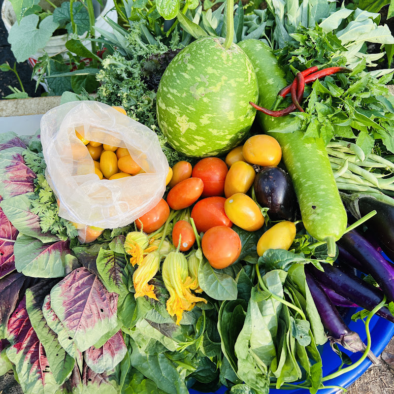 Đào Đào Gardening 🥬