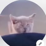 ねこまんま🐈🍚 / ASMR