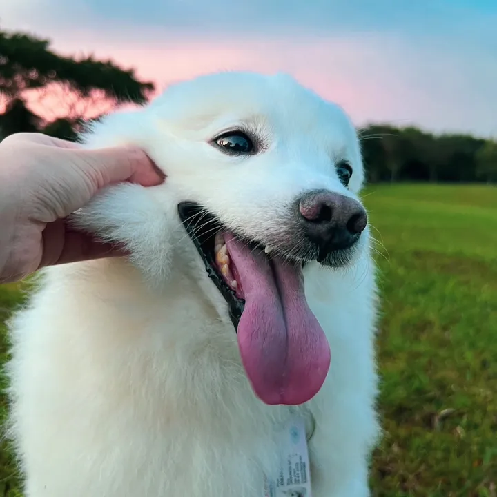 Osaka The Spitz
