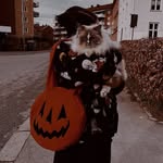 Charlotte ❤︎ Cozy•Halloween•Horror•