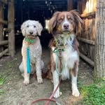 Bizou, Baxter & Tay
