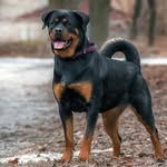Rottweiler Dogs