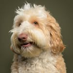 Mr_Gus_thelabradoodle