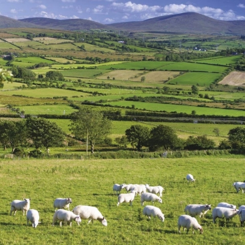 Irish Ph 