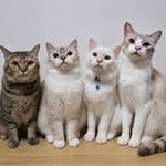 🐱Du Du & Chu Chu & Bu Bu & Cai Cai🐱