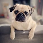 Pug Dory