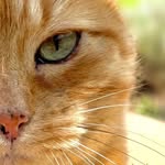 Garfield 🧡