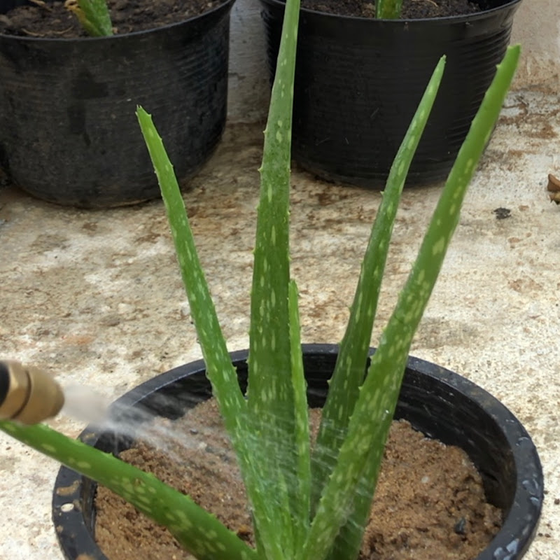 Aloe Vera Grow