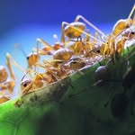 AntsCanada