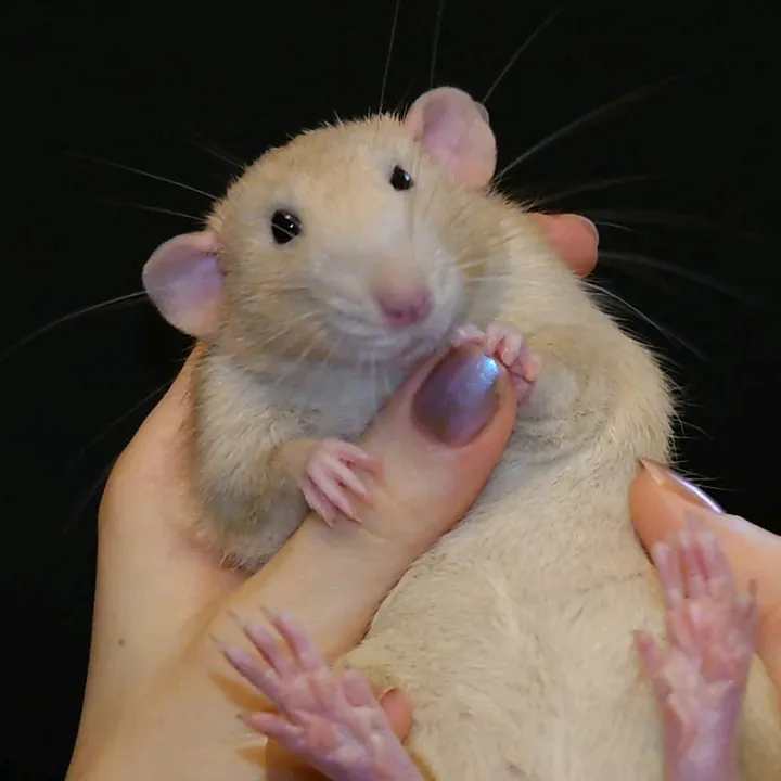 pyykimuija