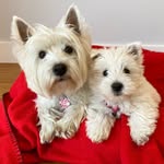 🐾 Ruby and Rosie 🐾