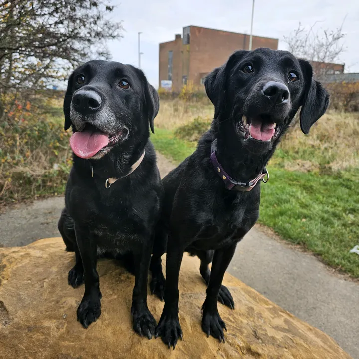 Labradorks4899 🐕🐾