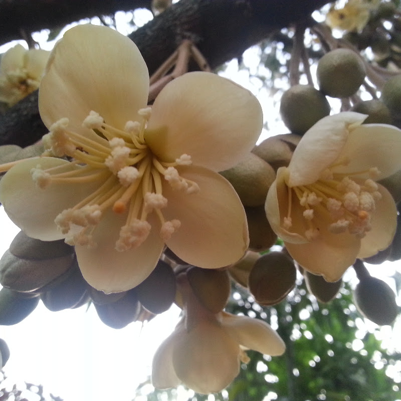 Kebun Bahagia Bersama