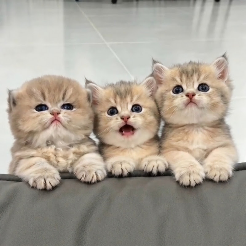 meowl