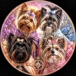 Luna, Harli, Pixi, Lily & Fae | The Yorkie Squad