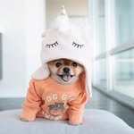 Pomeranian Lovers World