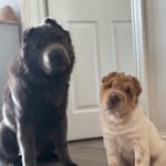 bearcoats_yogiandjuno
