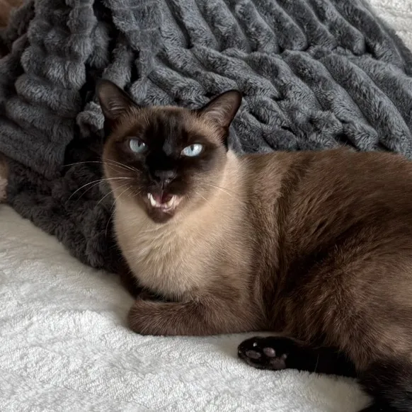 เป๊ปโป้&โรนี่ แมวไม่มีหู