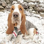 Basset Hound